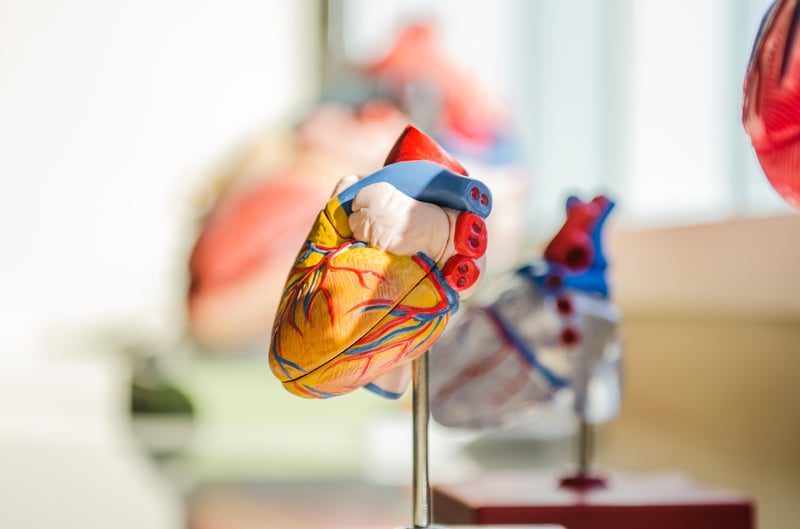 Model of the human heart for biology lessons.